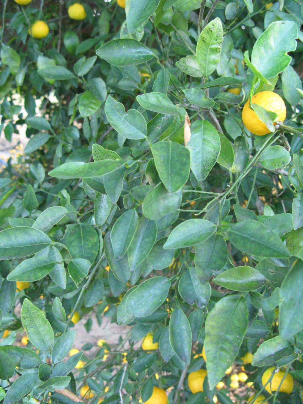              Shade leaves (Winter Haven, FL)       